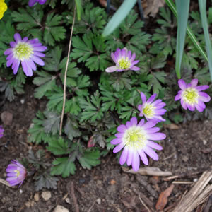 Anemone blanda Violet Star